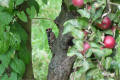 Lesser Spotted Woodpecker