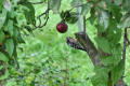 Lesser Spotted Woodpecker