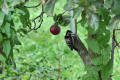 Lesser Spotted Woodpecker