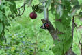 Lesser Spotted Woodpecker