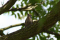 Lesser Spotted Woodpecker