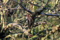 Lesser Spotted Woodpecker