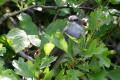 Lesser-Whitethroat