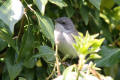 Lesser Whitethroat