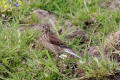 Linnet