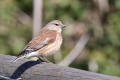 Linnet