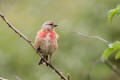 Linnet