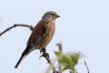 Linnet