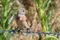 Linnet