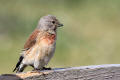 Linnet