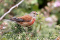 Linnet