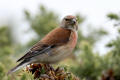 Linnet