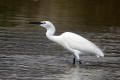 Little Egret