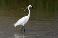 Little Egret