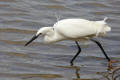 Little Egret