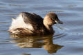 Little Grebe