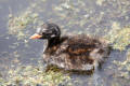 Little Grebe