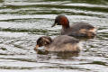 Little Grebe