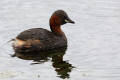 Little Grebe