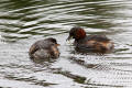 Little Grebe