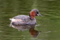 Little Grebe