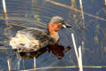 Little Grebe