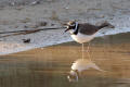 Little Ringed Plover