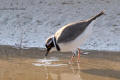 Little Ringed Plover