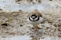 Little Ringed Plover