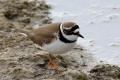 Little Ringed Plover