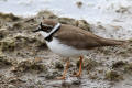 Little Ringed Plover