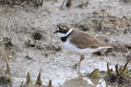 Little Ringed Plover