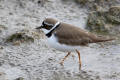 Little Ringed Plover