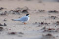 Little Tern