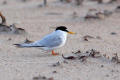 Little Tern