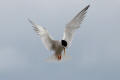 Little Tern