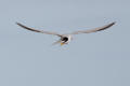 Little Tern