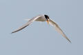 Little Tern