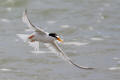 Little Tern