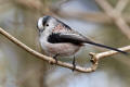 Long-tailed Tit