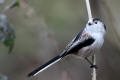 Long-tailed Tit