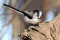 Long-tailed Tit