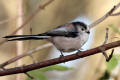 Long-tailed Tit