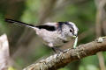 Long-tailed Tit