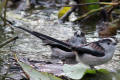 Long-tailed Tit