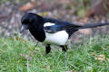 Magpie