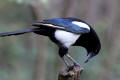 Magpie