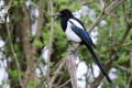 Magpie