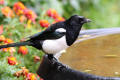 Magpie