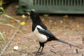 Magpie